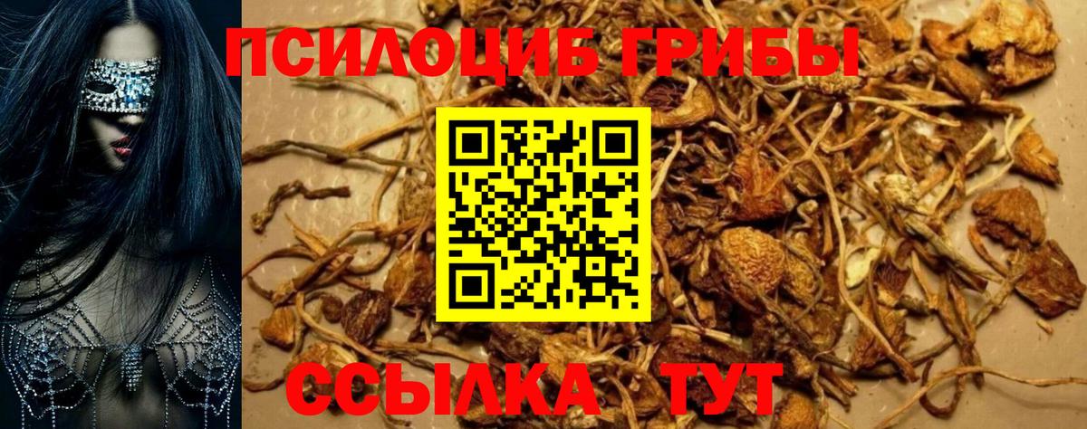 Псилоцибиновые грибы Cubensis Коряжма